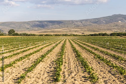 view of a landscape of fields cultivated captured from a car  