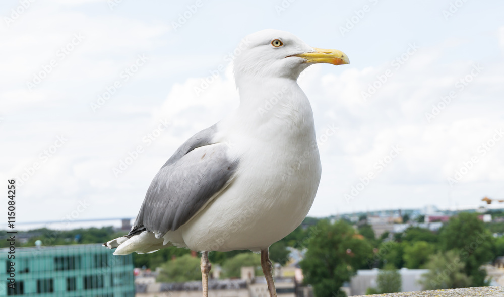 sea gull bird postcard