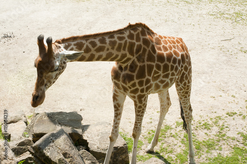 Giraff in zoo    