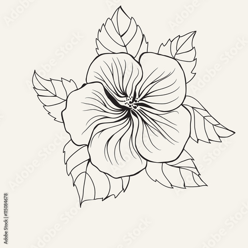 Hawaii hibiscus flower, leaf for Coloring book page for adult