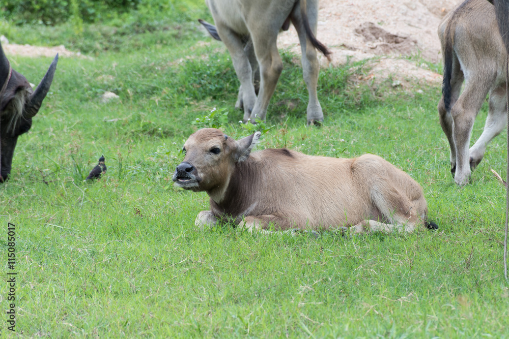 Buffalo Buffalo