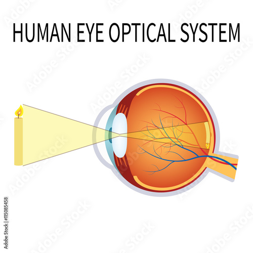 Illustration of the human eye optical system.
