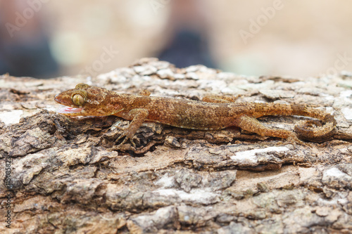 Ulber's Gecko in tropical forest