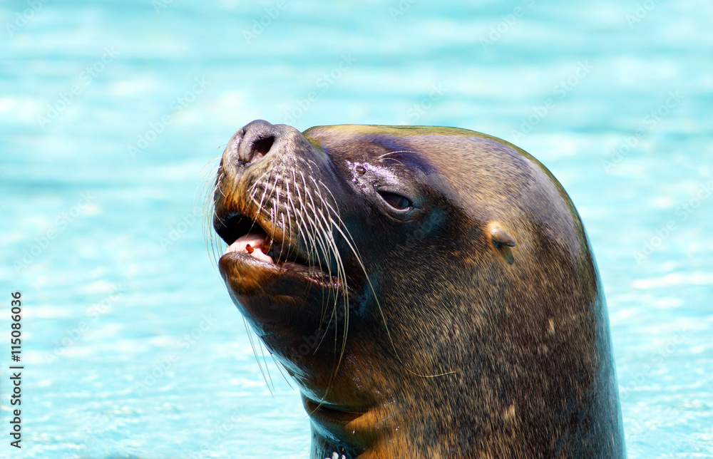 Obraz premium Otarie