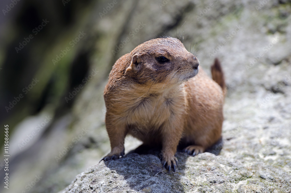 Naklejka premium Präriehund (Cynomys)
