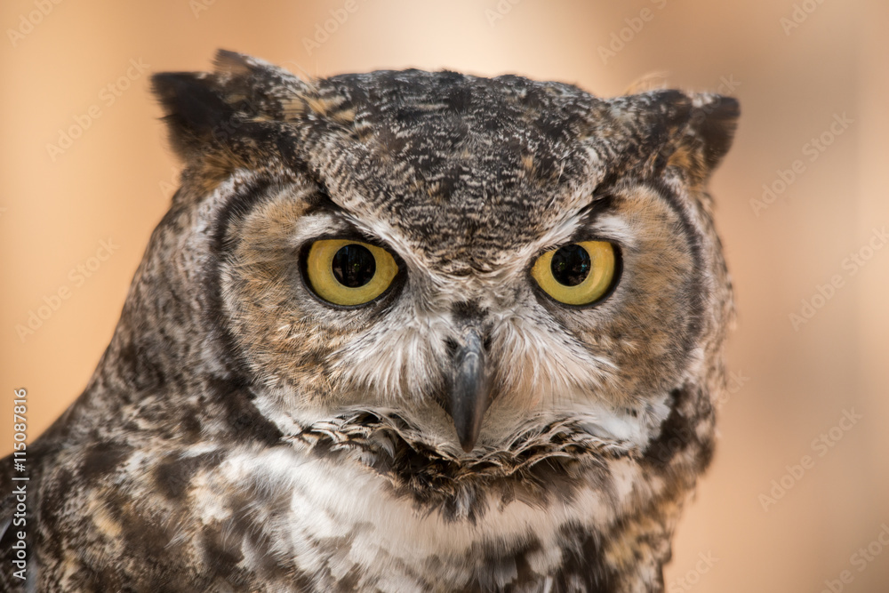 Owl Owl