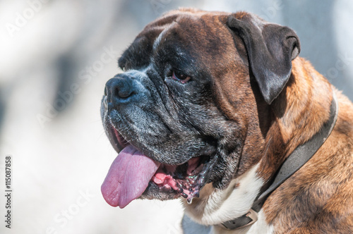 Portrait of nice german boxer dog © replica73