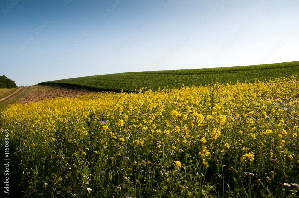 Obraz premium Beautiful fields of grain