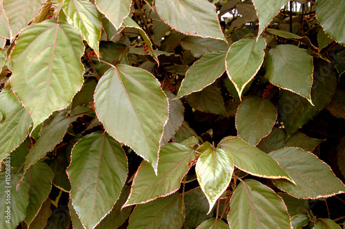 Green lanceolate leaves with rose hem. photo