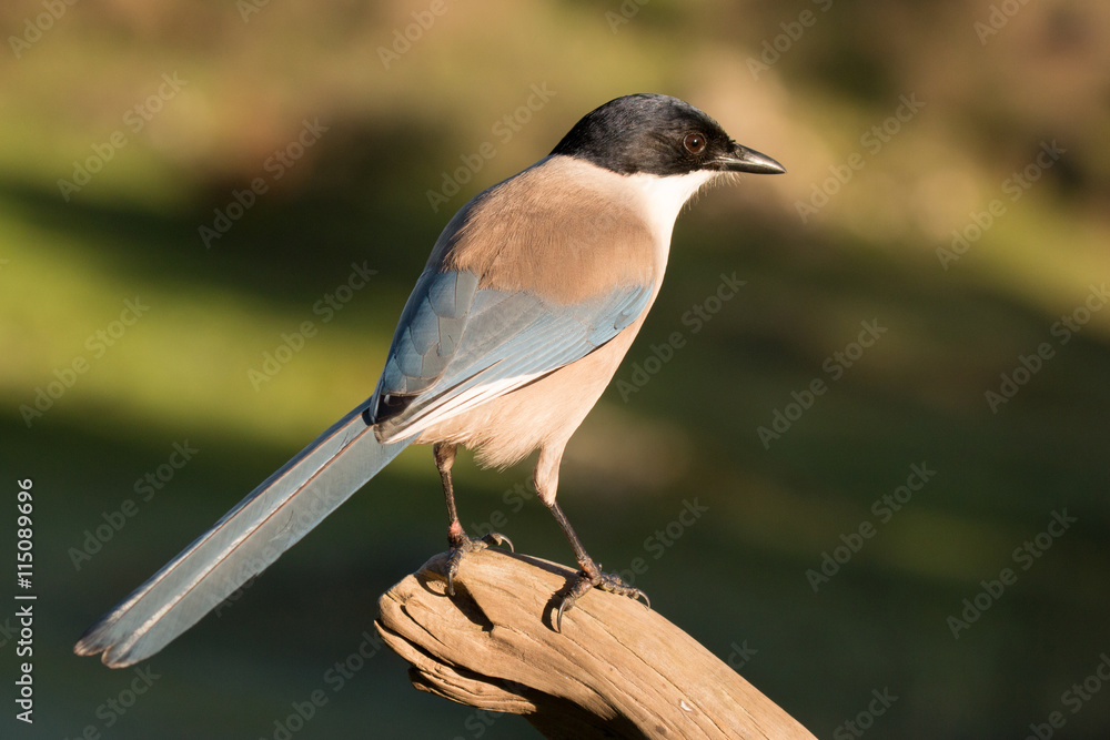 Fototapeta premium Nice little bird on a branch