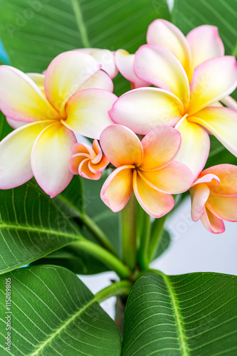 Plumeria or frangipani flower  Tropical flower.