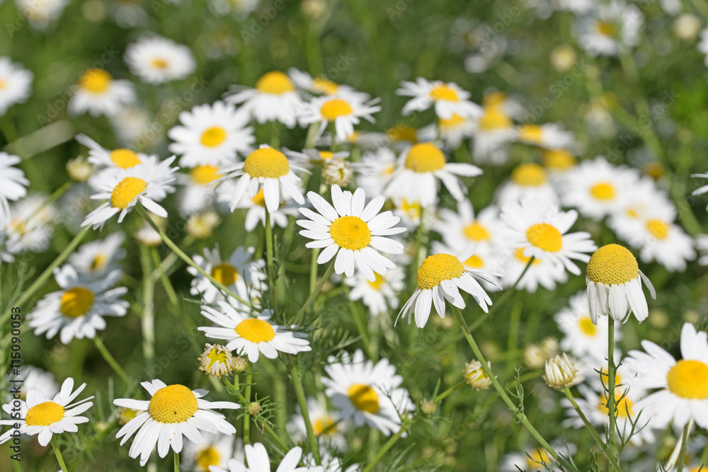 Geruchlose Kamille, Tripleurospermum maritimum Geruchlose Kamille, Tripleurospermum maritimum