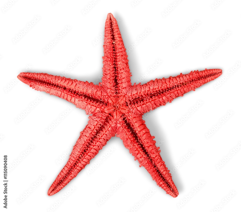 Starfish. Starfish.