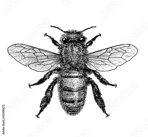 engraved, drawn,  illustration, insect, bee, honey, bite, sting, pinch