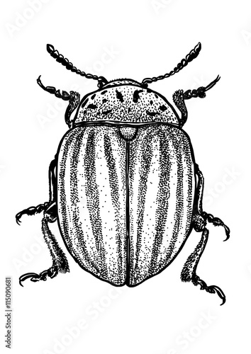 engraved, drawn,  illustration, insect, Colorado, potato, beetle