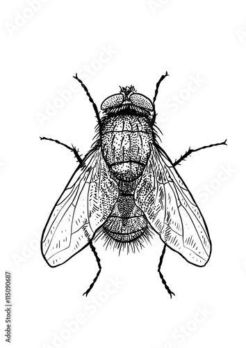 Fototapete engraved, drawn,  illustration, insect, fly, greenbottle, house fly