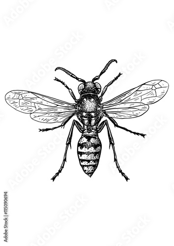 engraved, drawn,  illustration, insect, wasp, pinch, sting, bite