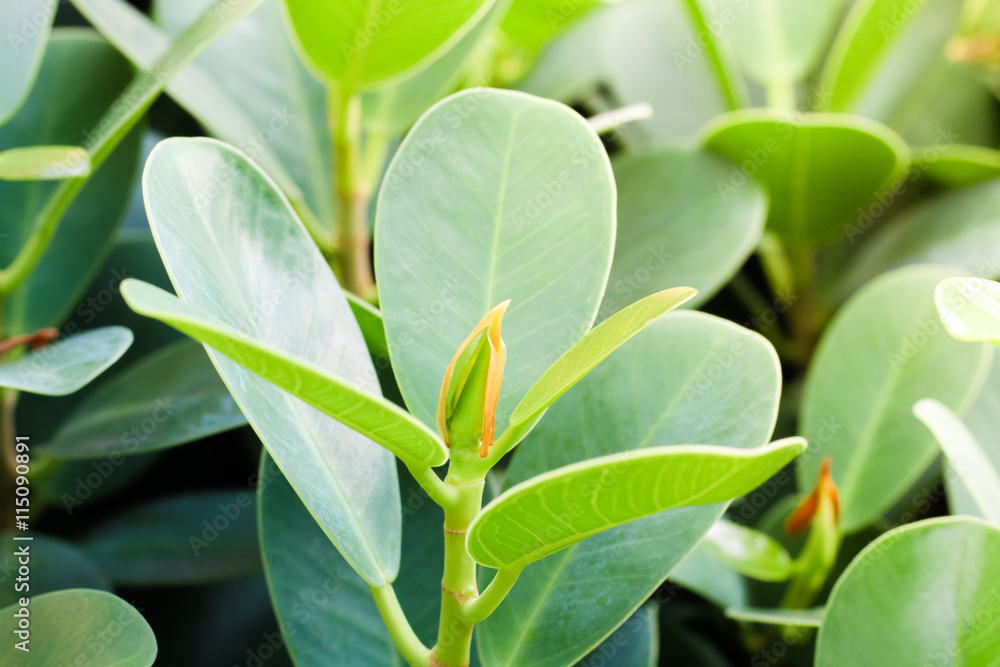 Obraz premium Top leaves weakens