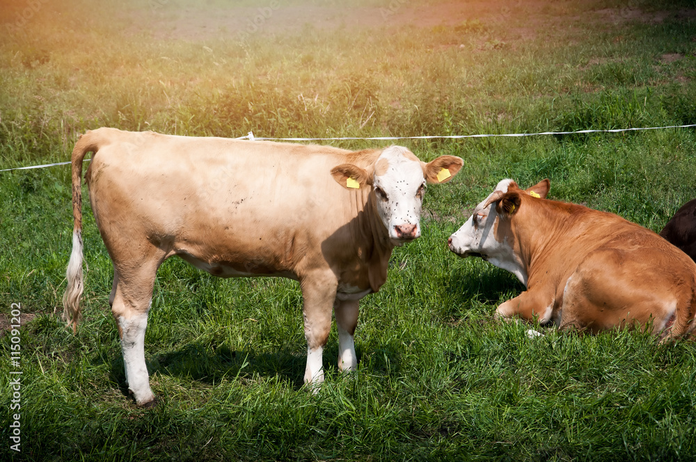 Cows grazing on a pasture Cows grazing on a pasture