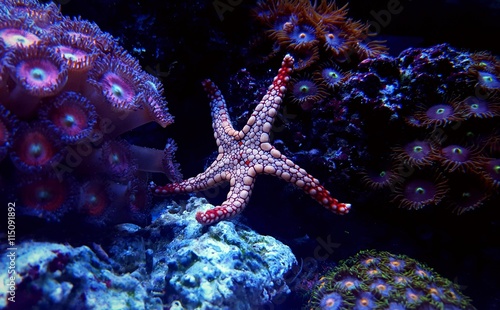 Colorful aquarium starfish © Kolevski.V