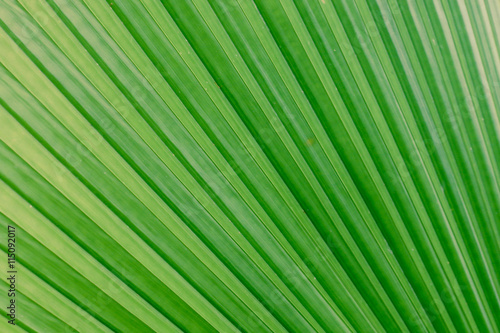 Background green leaves