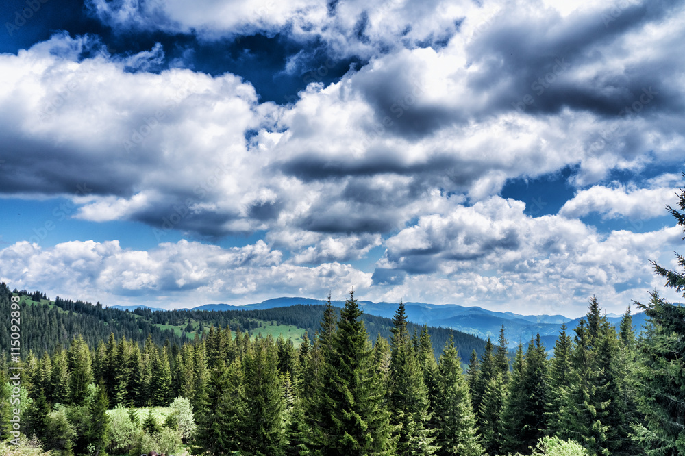 Mountain species on the route to Mount Hoverla Mountain species on the route to Mount Hoverla