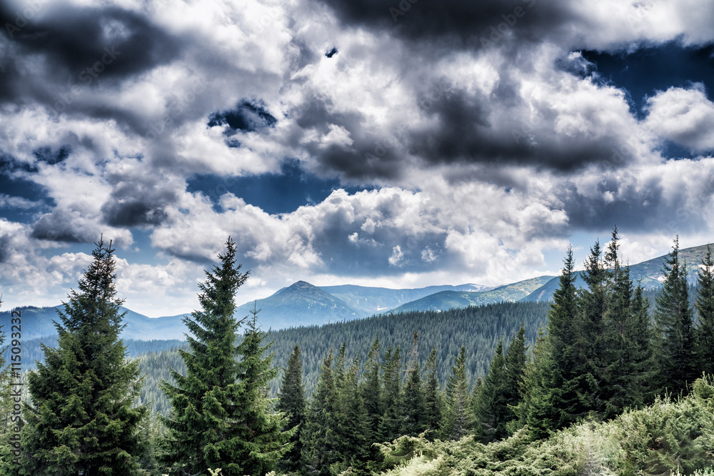 Mountain species on the route to Mount Hoverla Mountain species on the route to Mount Hoverla