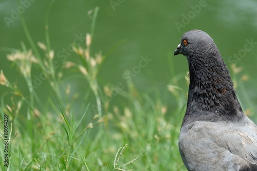 A Black Pigeon on yard in the Park/Garden (Focus at Pigeon, blurry background)