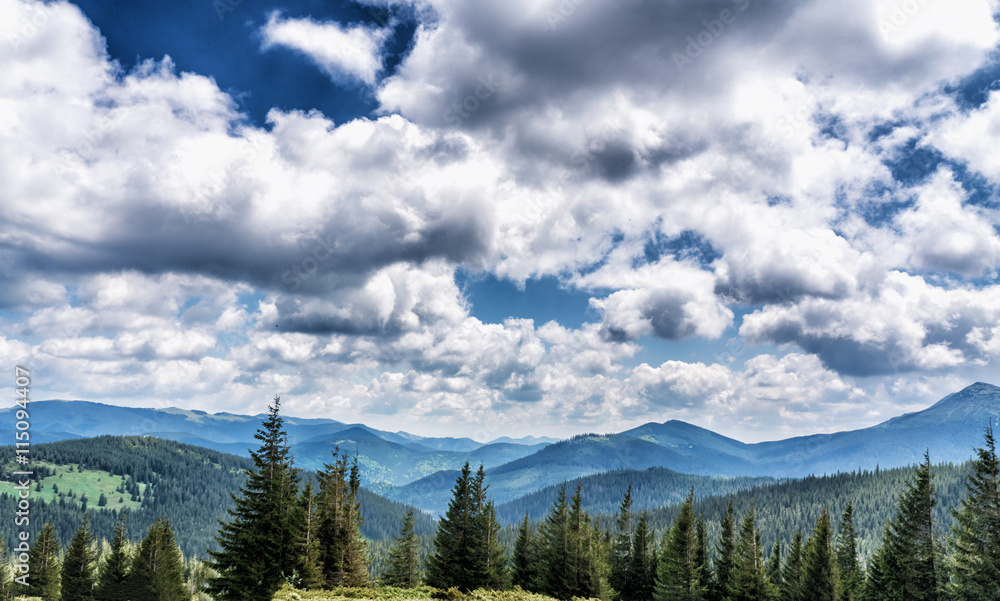 Mountain species on the route to Mount Hoverla Mountain species on the route to Mount Hoverla