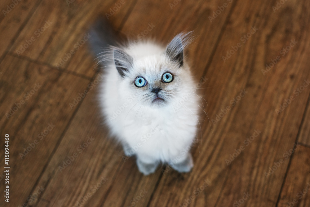 adorable fluffy cat sitting on the floor