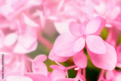 closeup pink flowers