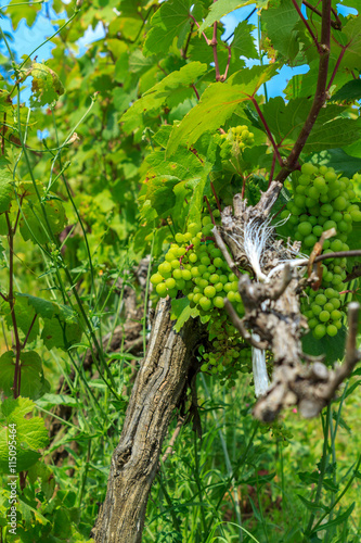 vineyards in Serbia photo