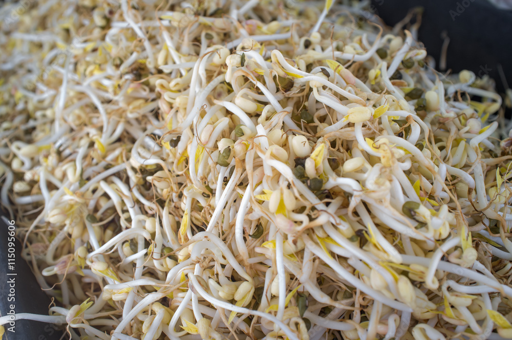 Organic Bean Sprouts