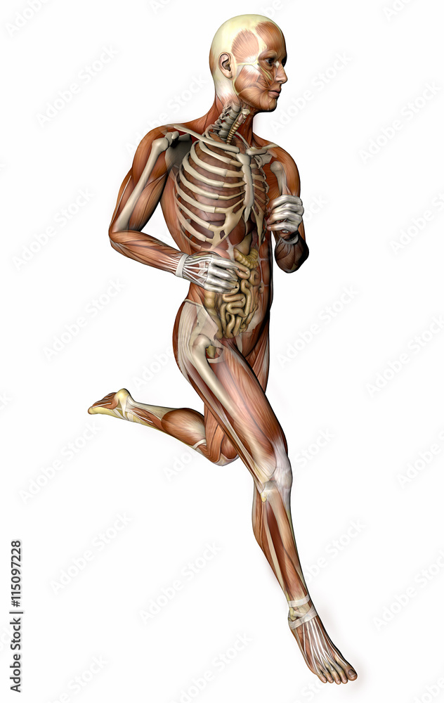 Persona che corre, corpo umano, sistema muscolare, persona, apparato digerente, anatomia