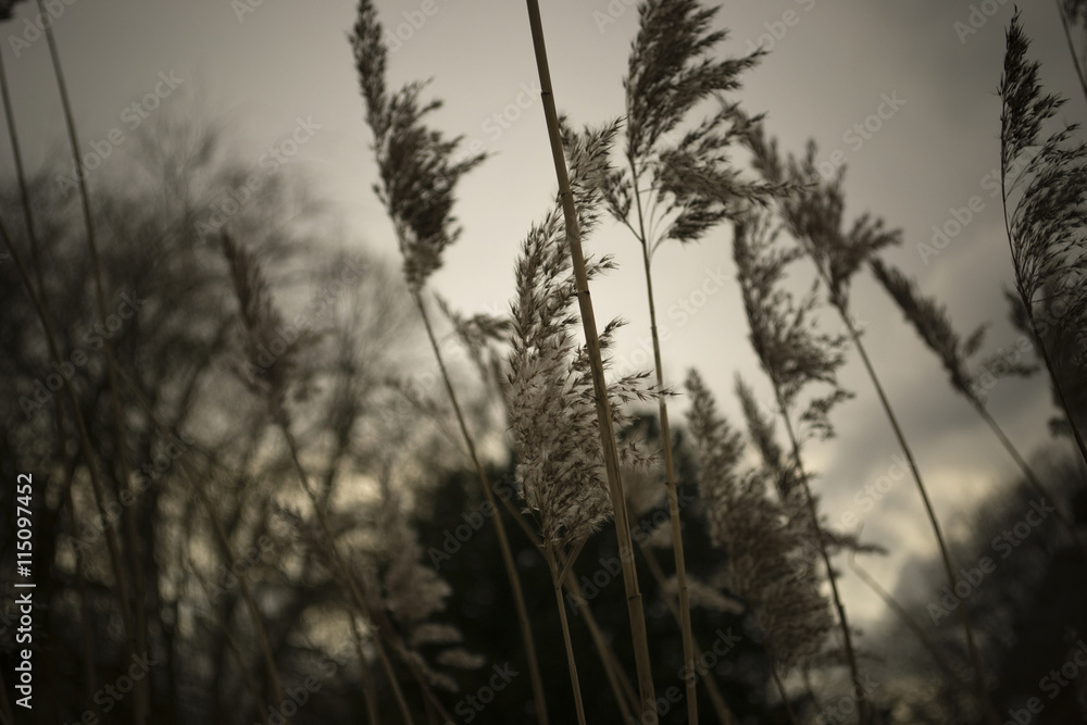 Fototapeta premium Schilf