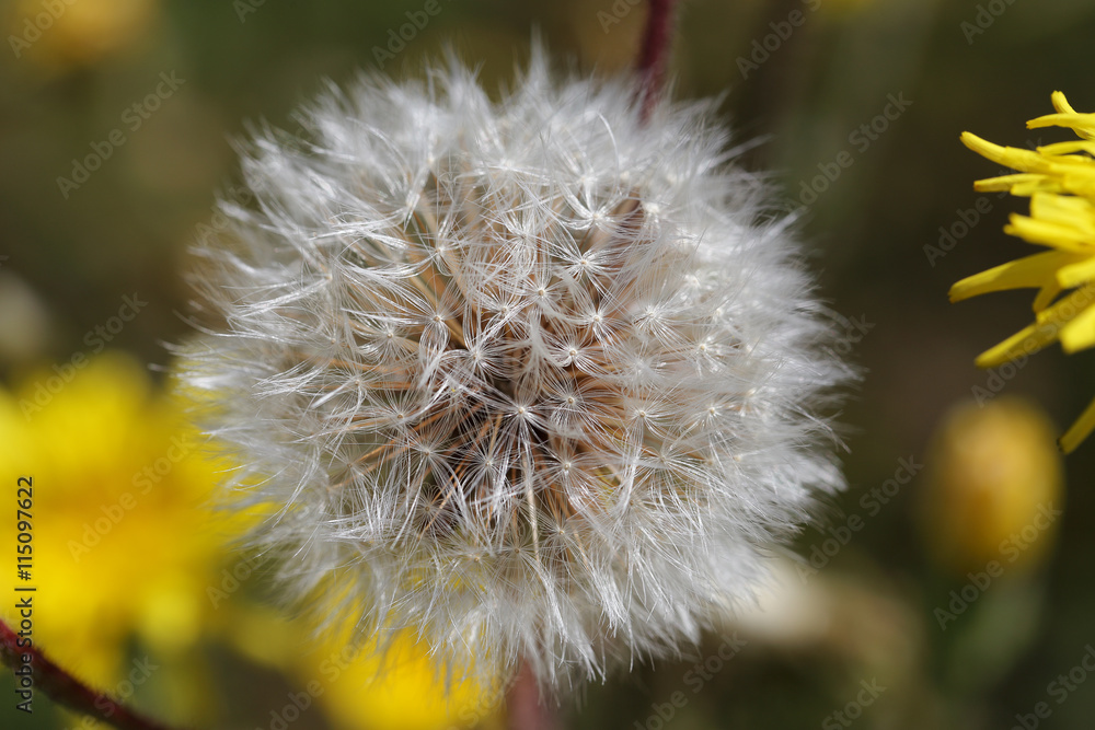 Obraz premium Dandelion. In anticipation of a gust of wind...