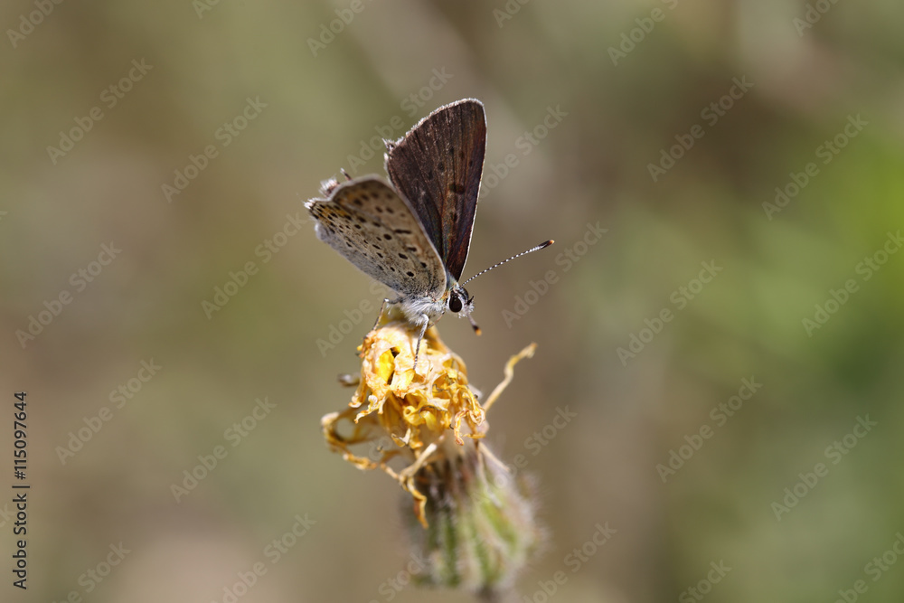 Fototapeta premium Brown butterfly on brown background