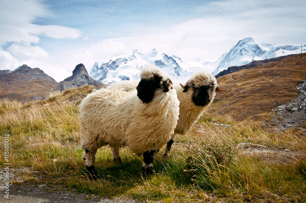 Naklejka premium Dwie owce szwajcarskie czarnonose (Ovis aries) Alpy Szwajcarskie, Szwajcaria