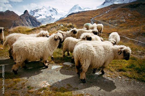 Flock of Blacknosed Swiss sheeps (Ovis aries), Swiss Alps