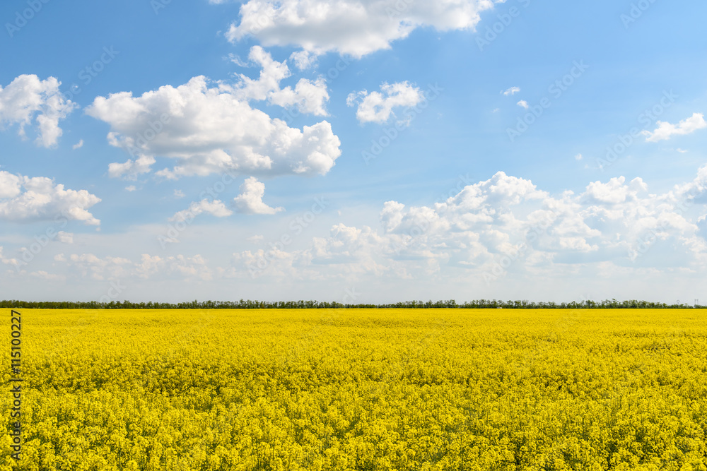 Yellow Rapeseed Flowers Field With Blue Sky