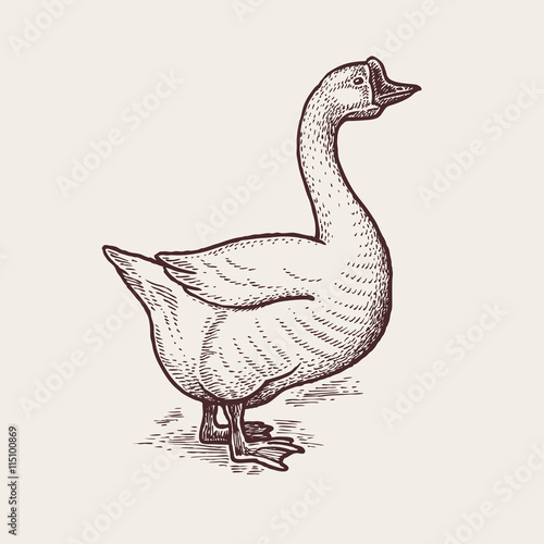 Graphic illustration - Poultry Goose.