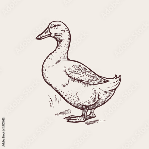 Fotobehang Graphic illustration - Poultry duck.