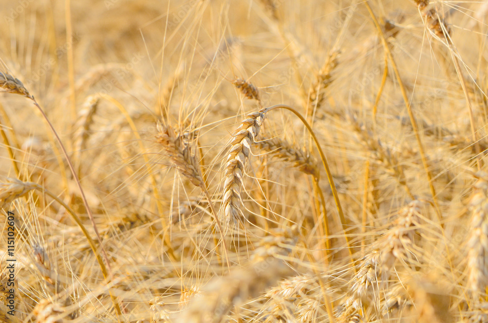 Fototapeta premium ripe wheat field before harvest. agricultural activities