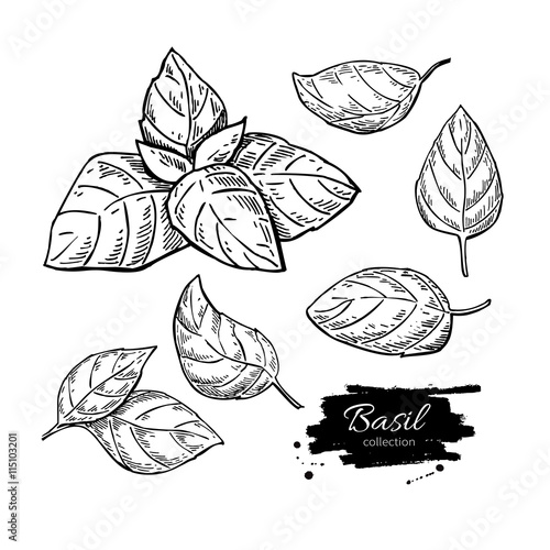 Basil vector drawing set. Isolated plant with leaves.