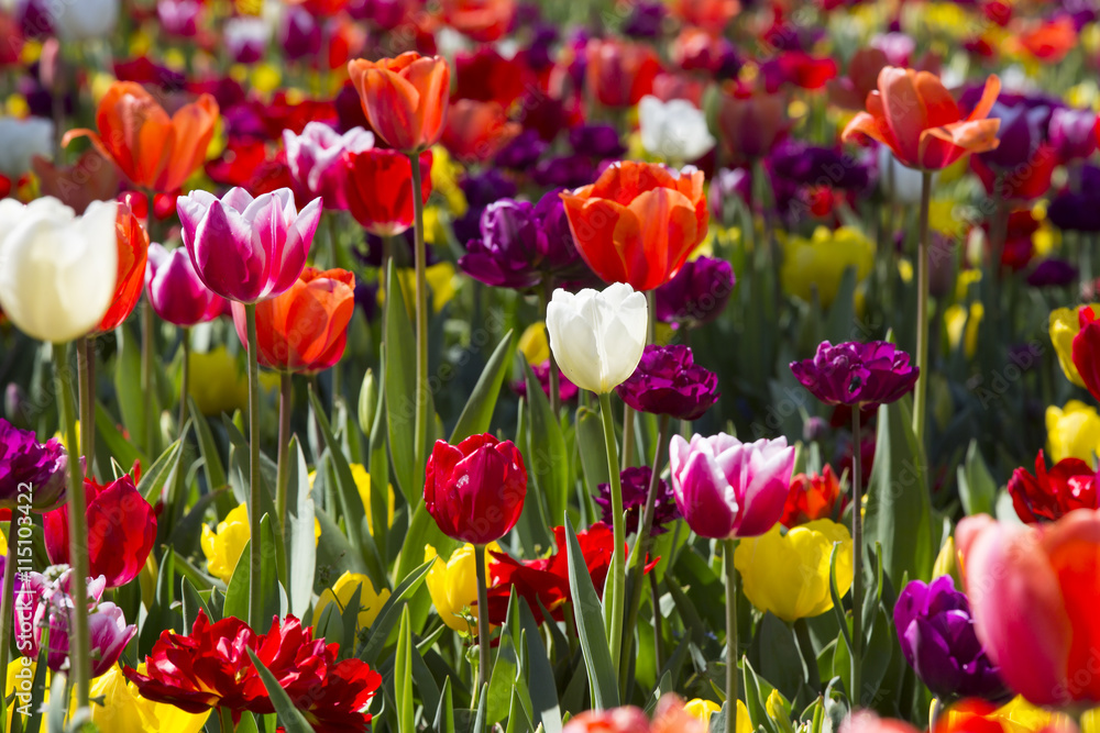 bed of tulips growing in spring garden tulips bed of tulips growing in spring garden tulips