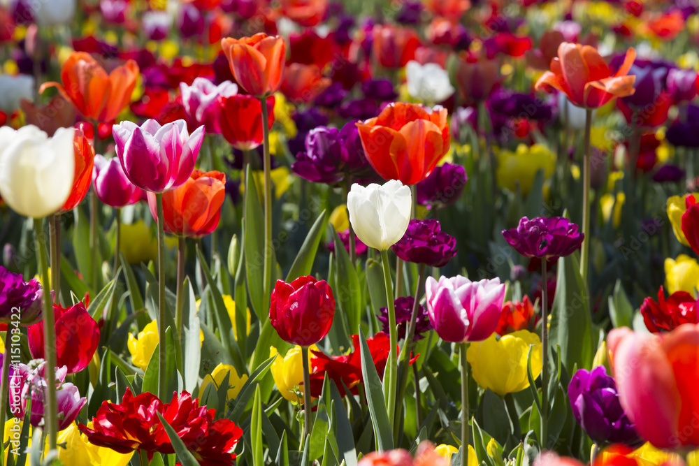 bed of tulips growing in spring garden tulips