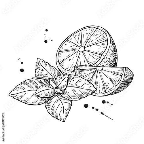 Vector lemons and mint. Isolated on white background.