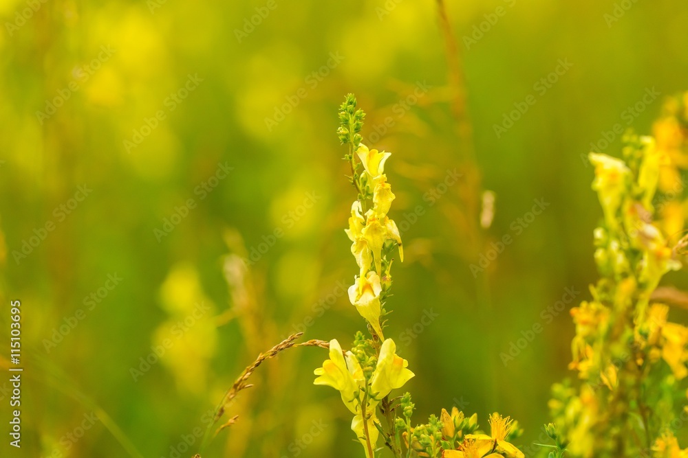 Beautiful wildflowers blooming in polish countryside Beautiful wildflowers blooming in polish countryside