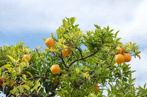 Orangenbäumchen mit reifen Früchten