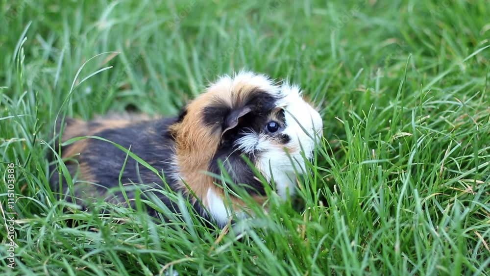 Spotted guinea pig sitting in the grass and runs off to the side Spotted guinea pig sitting in the grass and runs off to the side